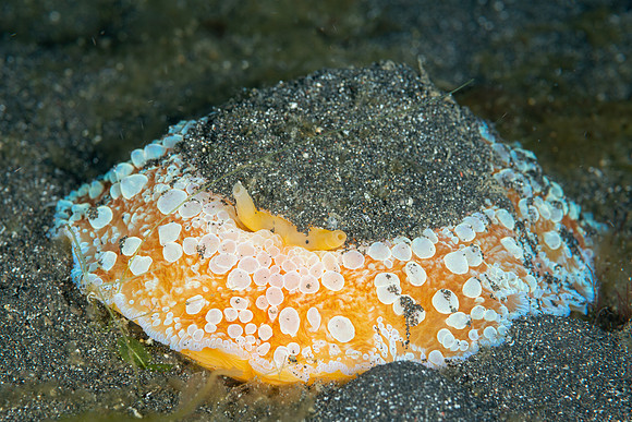 Umbrella Shell