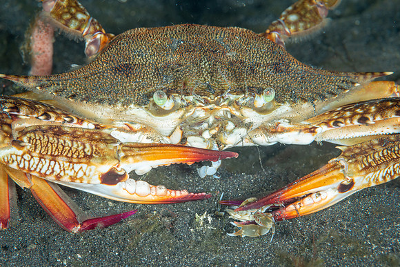 Blue Swimming Crab, eating a smaller crab