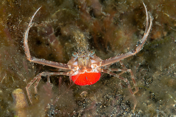 Scissor Swimming Crab with egg mass