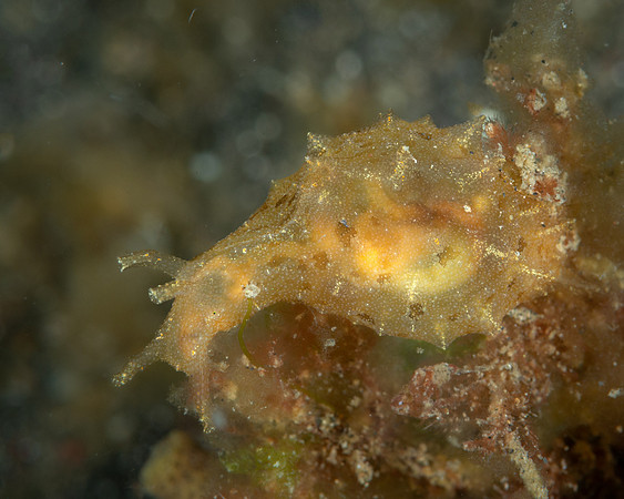 Indian Sea Hare