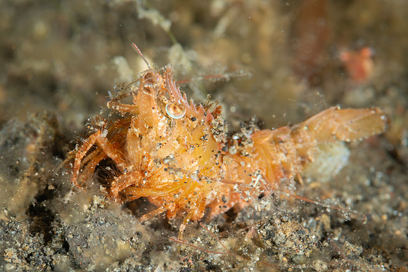 Rock Shrimp