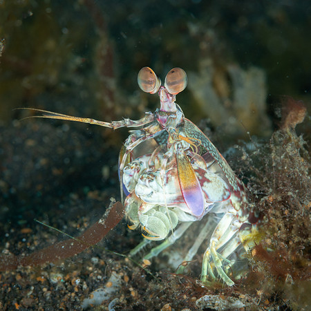 Short-beaked Mantis Shrimp