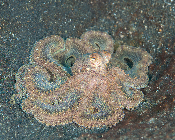 Long-arm Octopus