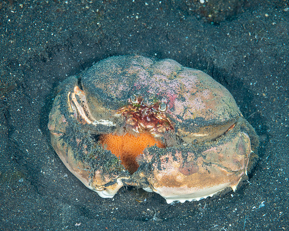 Spotted Box Crab with egg mass