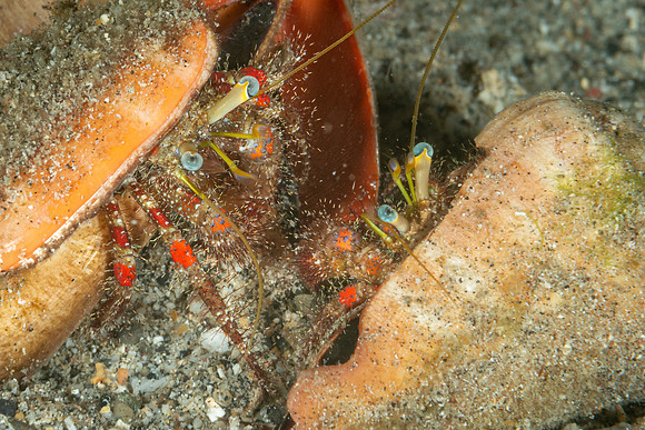 Two Hermit Crabs line up for a tussle