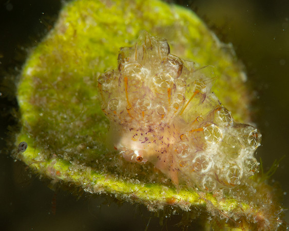 Decorator Crab covered in Sea Squirts