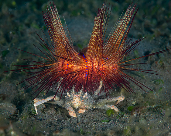 Urchin Carry Crab