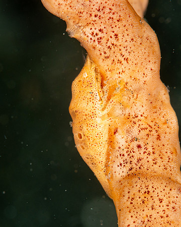 Cryptic Sponge Shrimp