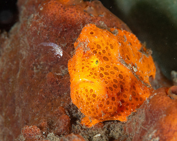 Painted Frogfish with extended lure