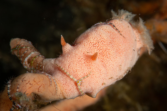 Rostanga sp. nudibranch with Brittloe Stars