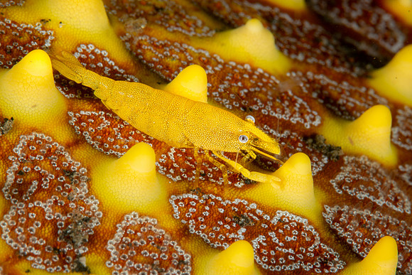 Sea Star Shrimp