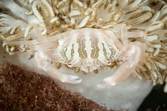 Xenia Swimming Crab