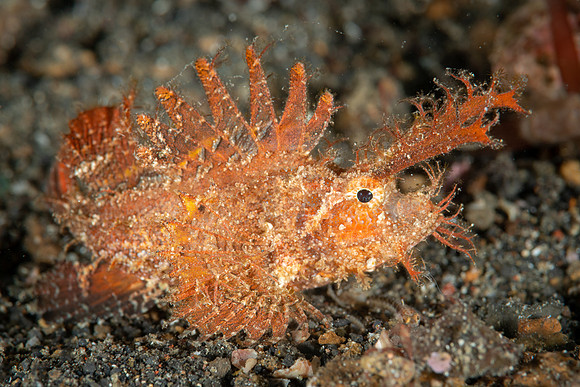 Ambon Scorpionfish