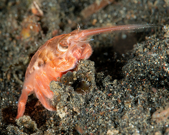 Crab, Jonas distincta