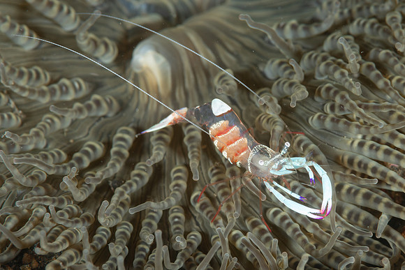 Magnificent Cleaner Shrimp