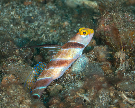 Black-rayed Shrimp Goby