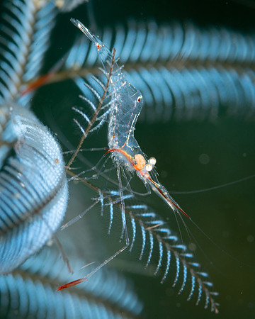 Transparent Hydroid Shrimp