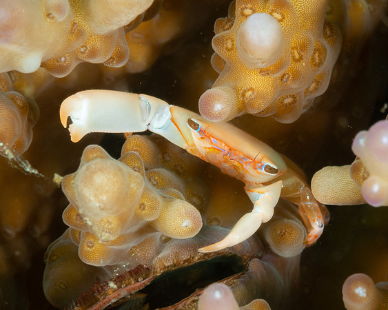 Red-fingered Coral Crab