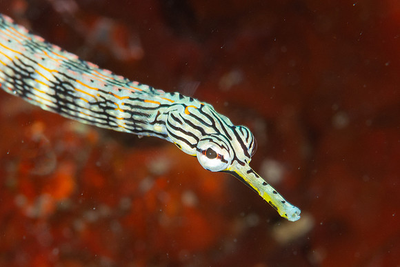 Pipefish