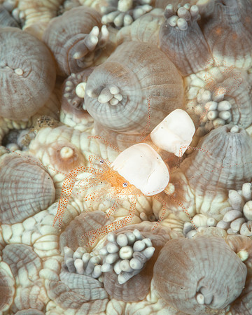Egg SHell Shrimp
