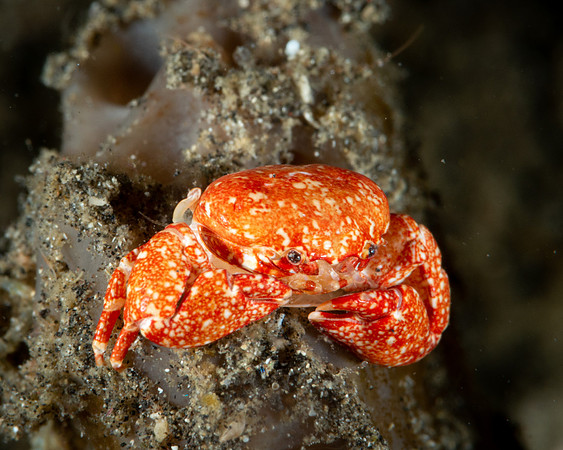 Porcelain Crab