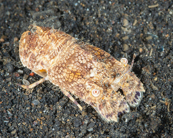 Locust Lobster