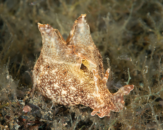 Eyed Sea Hare