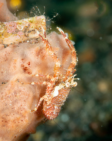 Squat Lobster