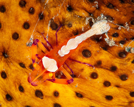 Emperor Shrimp
