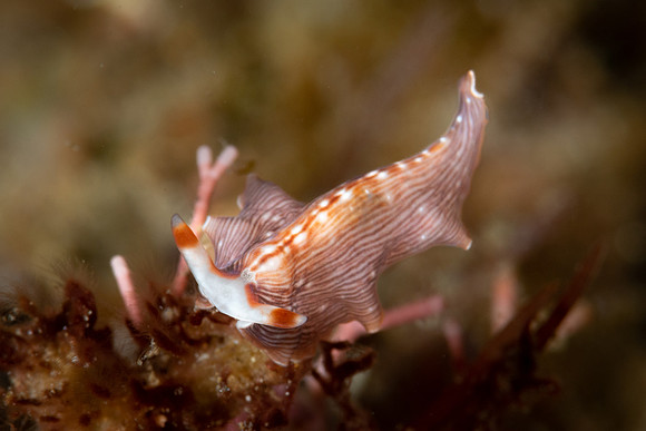 Flatworm
