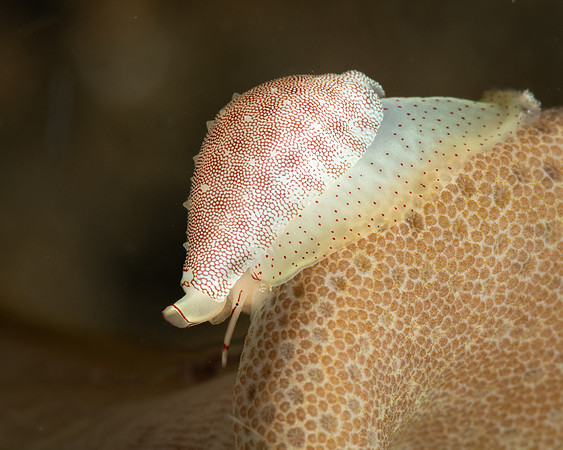 Cowrie on Leather Coral