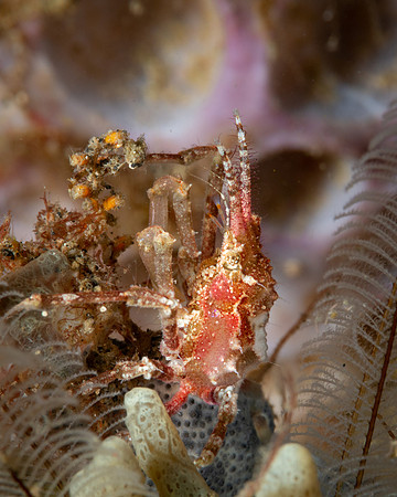 Twin Spine Decorator Crab