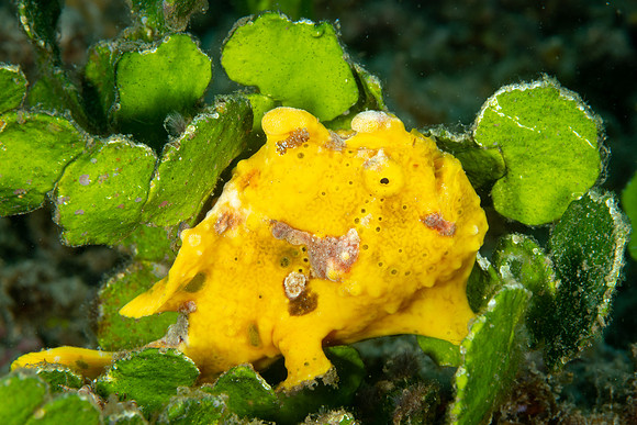 Warty Frogfish