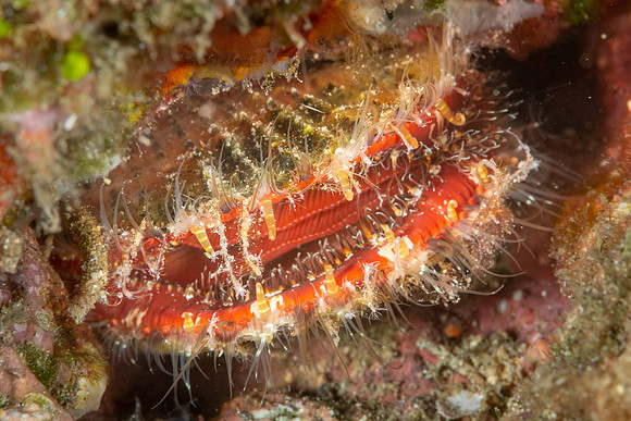 Oyster