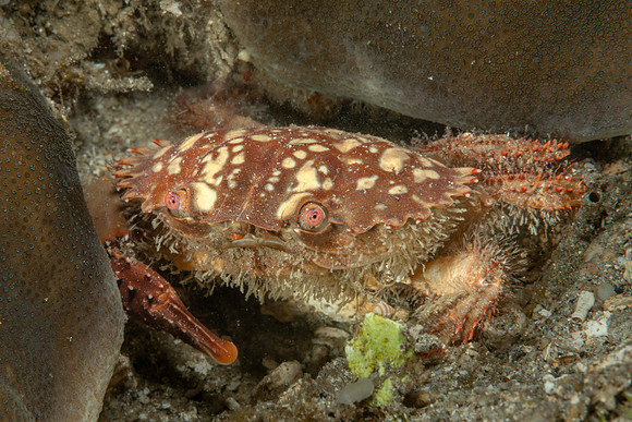 Saw-edged Spooner Crab