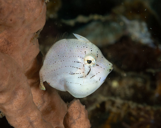 Juvenile Filefish