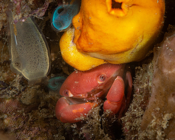 Round Crab with Sea Squirts