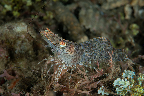 Long Arm Prawn