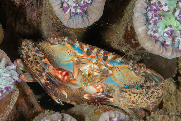 Swimming Crab with eggs