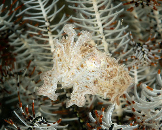 Crinoid Cuttlefish