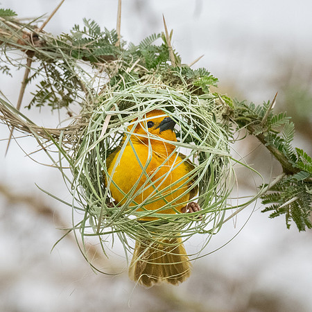 Taveta Golden Weaver, inspecting a nest, Ambroseli