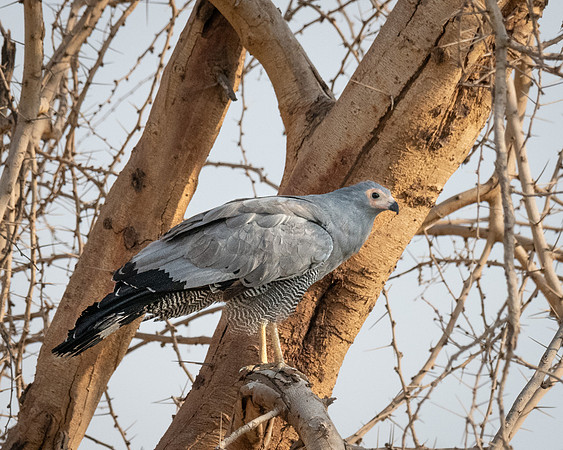 African Harrier-hawk, hunting in a tree, Ambroseli