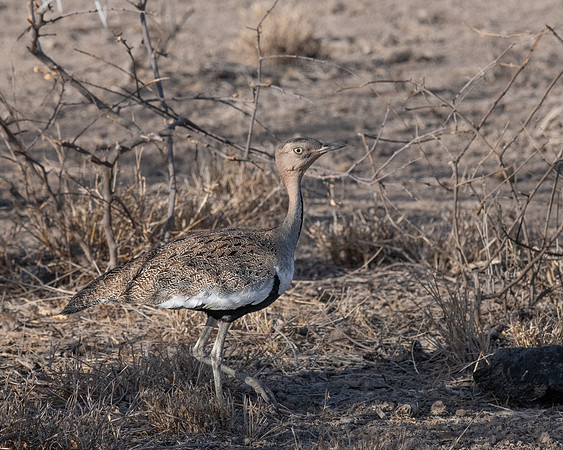 Black-bellied Bustard, Samburu