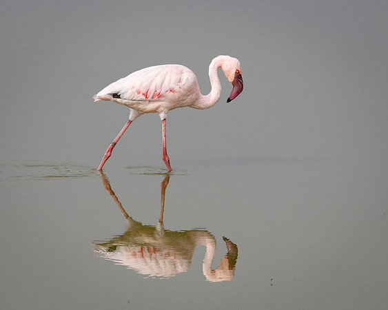 Greater Flamingo, Ambroseli