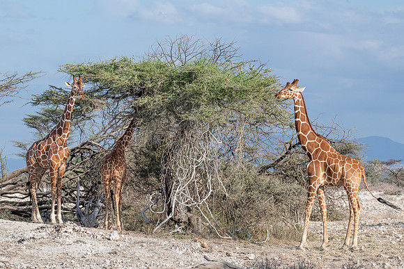 Reticulated Giraffe, Samburu