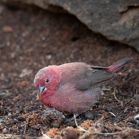 Red-billed Firefinch, Ambroseli