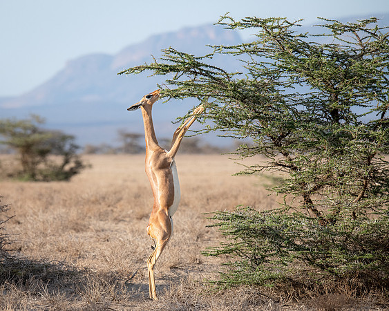 Gerenuk, Samburu