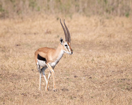 Thompson's Gazelle, Ambroseli