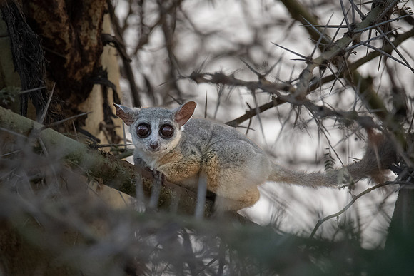 Thick-tailed Bushbaby, Ambroseli