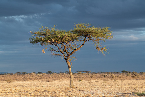 Weaver Nests, Samburu